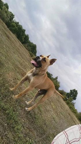 Pit bull