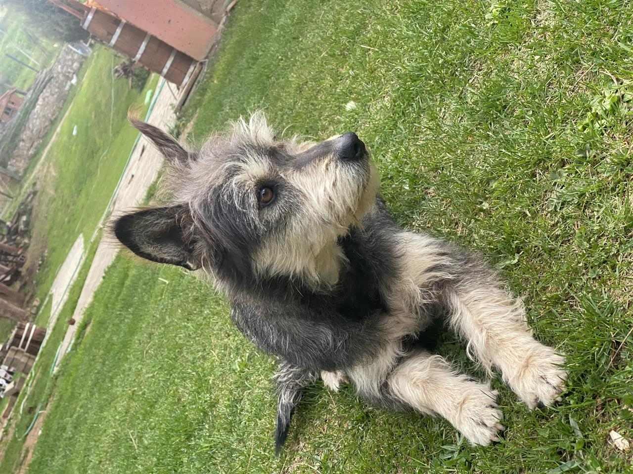 minik-bub