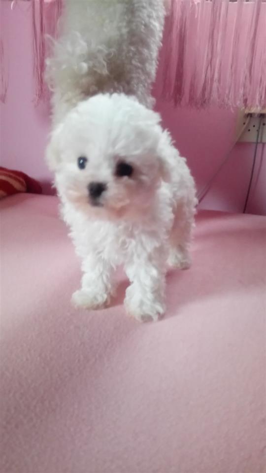 Bichon-frese