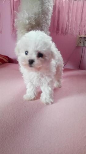 Bichon frese