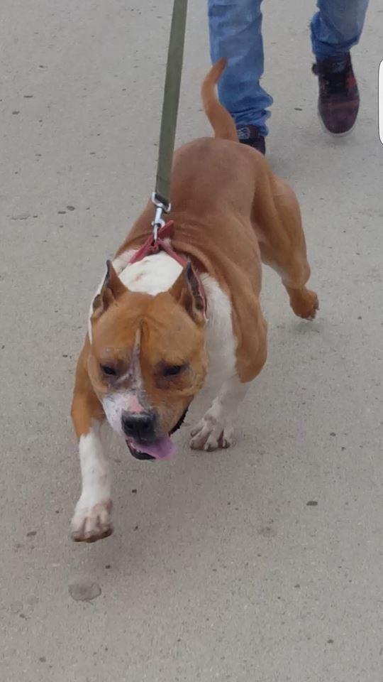 Pit-bull