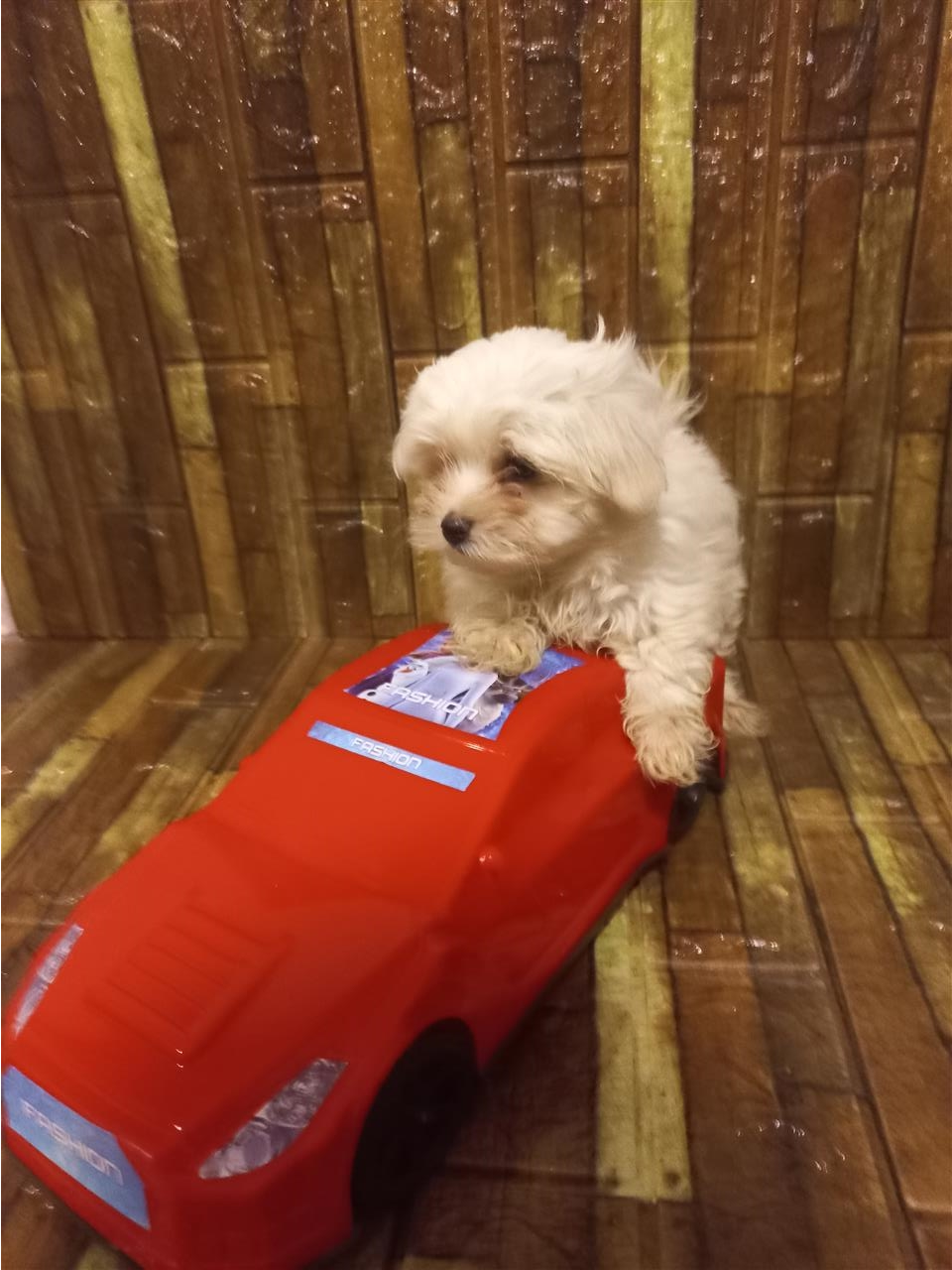 Mini-maltezer