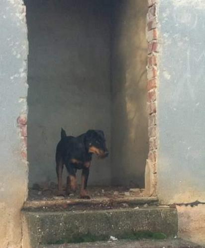 terrier