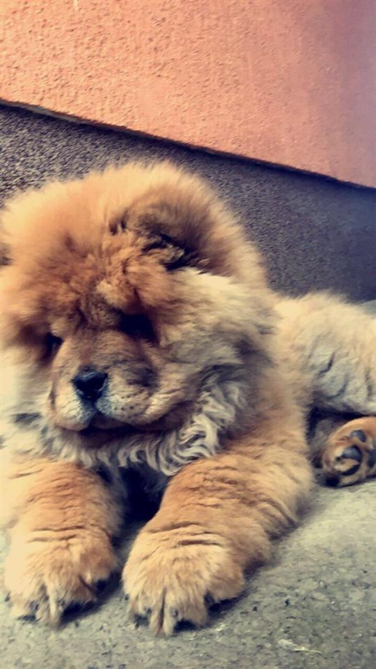 Chow-chow