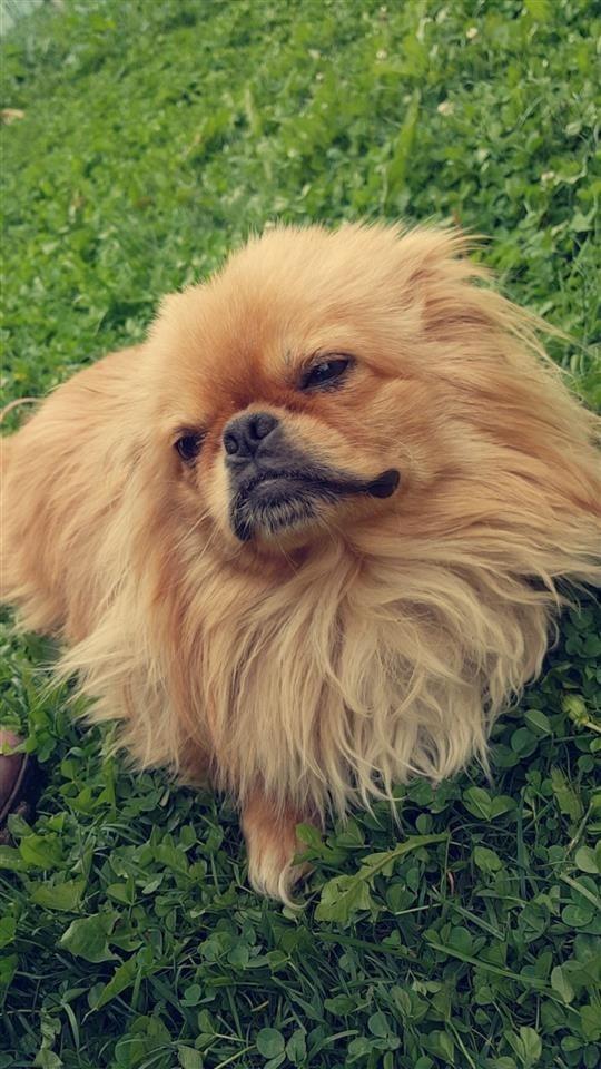 Pikinez
