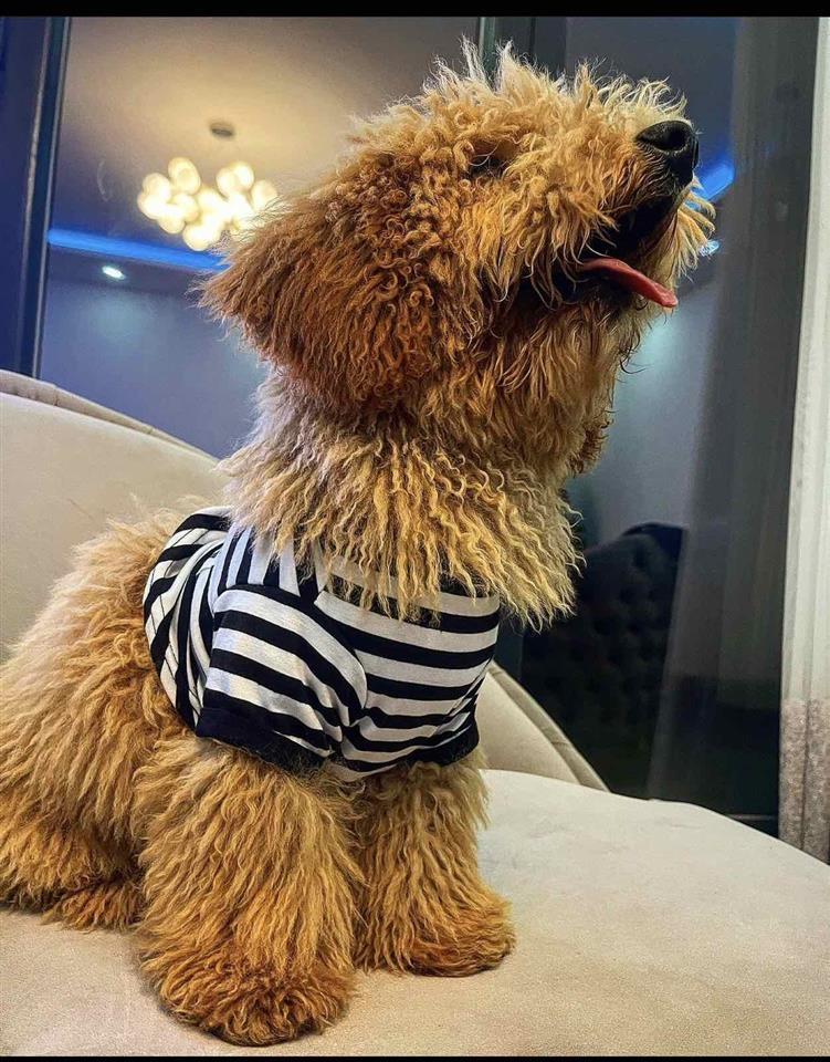 Shitet-Poodle