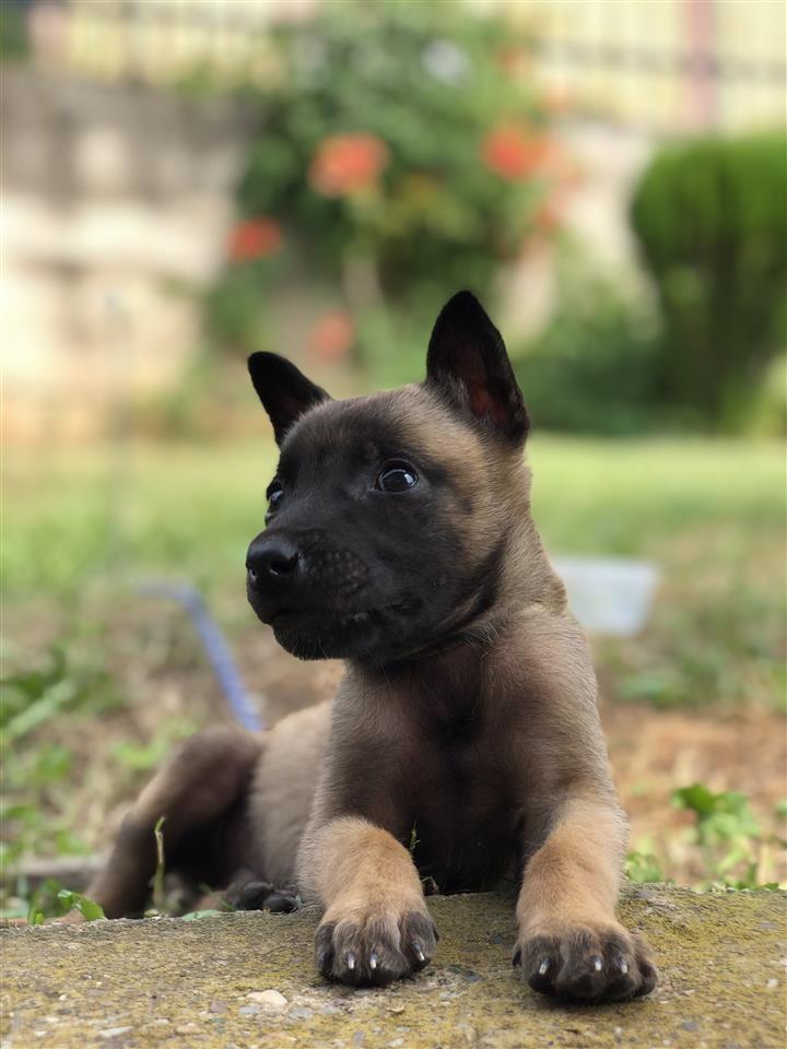 malinois-bleg