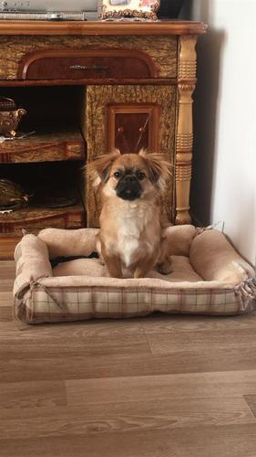 Pekinizer