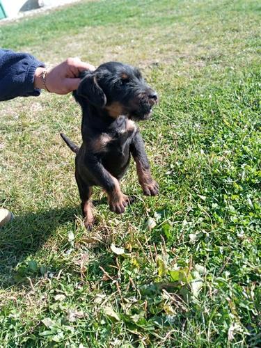 terrier bub
