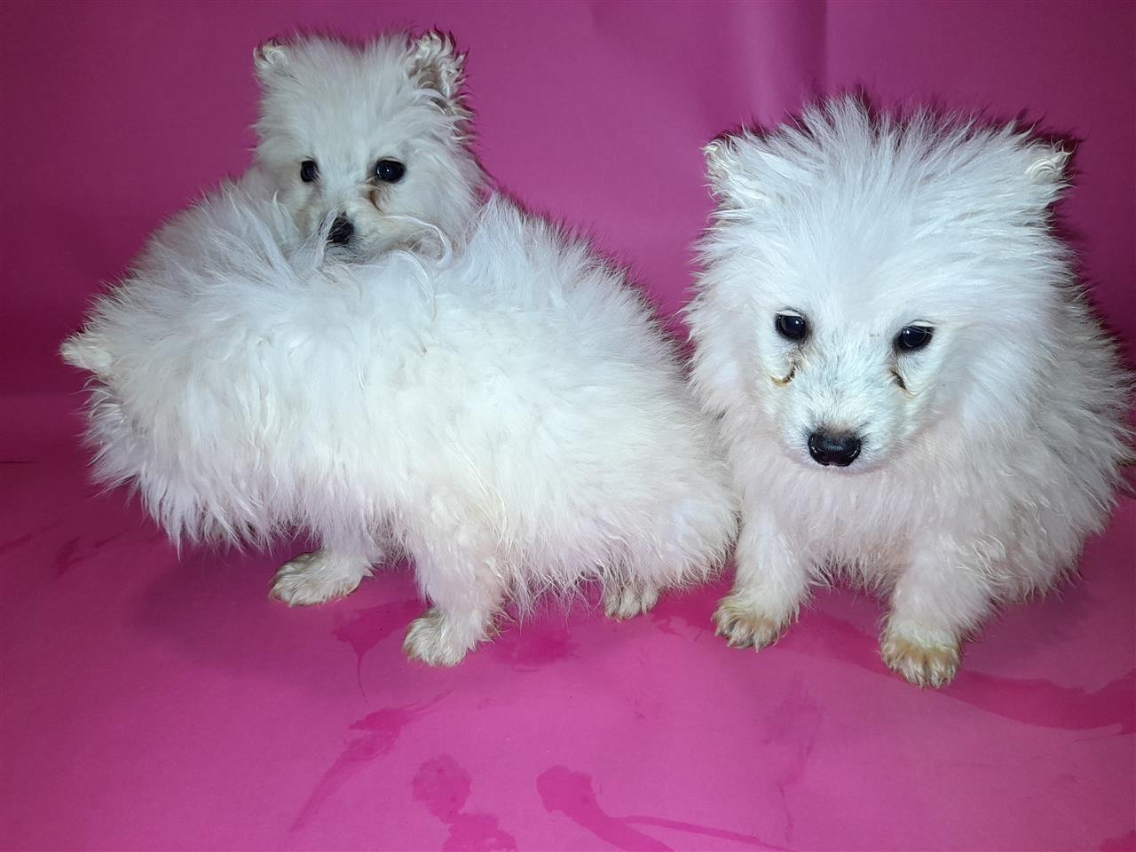 Samoyed