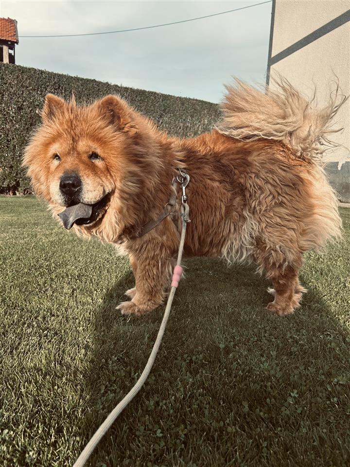 Chow-Chow