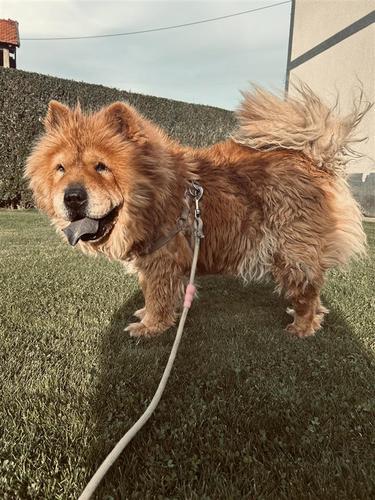 Chow Chow