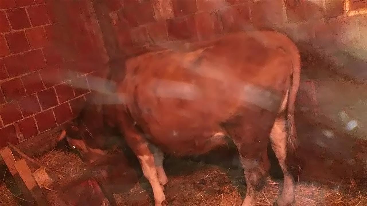 shes-lopen