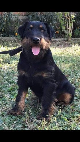 Terrier 