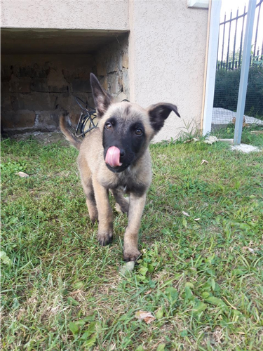 Blegian malinois