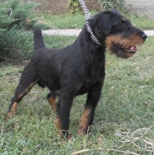 Terrier