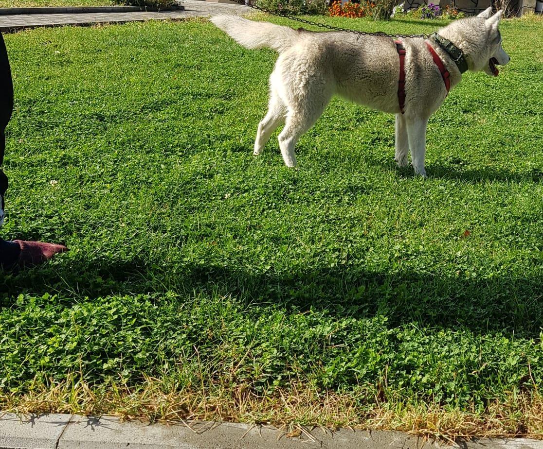 Husky
