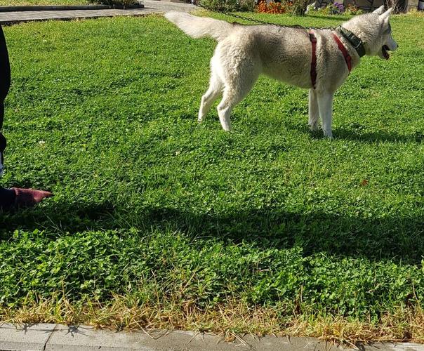 Husky