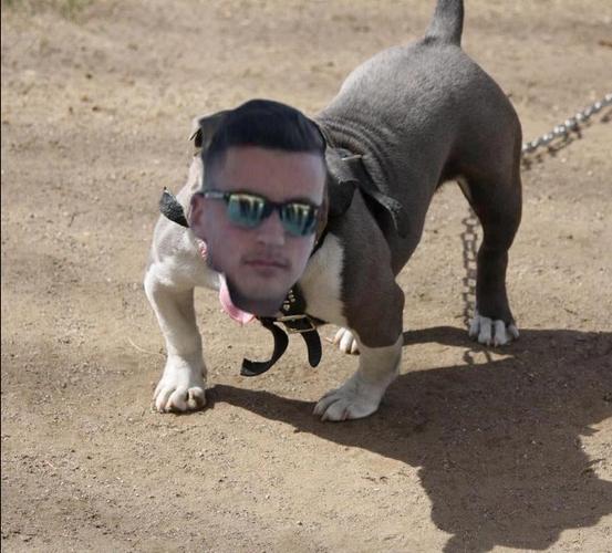 Pit bull 