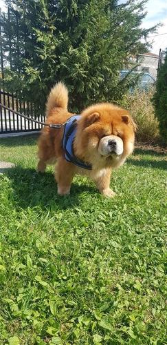 Shitet Chow Chow Mashkull 
