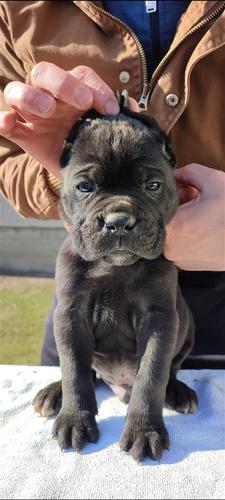 Cane Corso