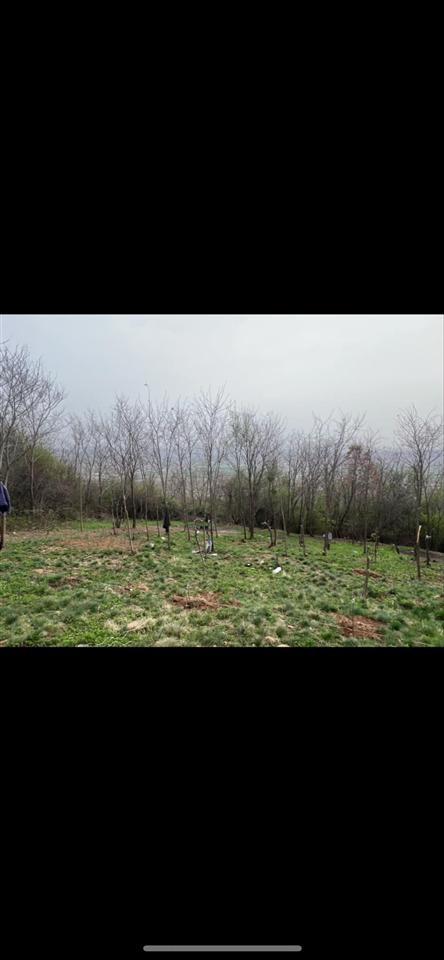 Shitet-pllaci-9-ari-ne-kufc-te-eperme-qmimi-i-volitshem