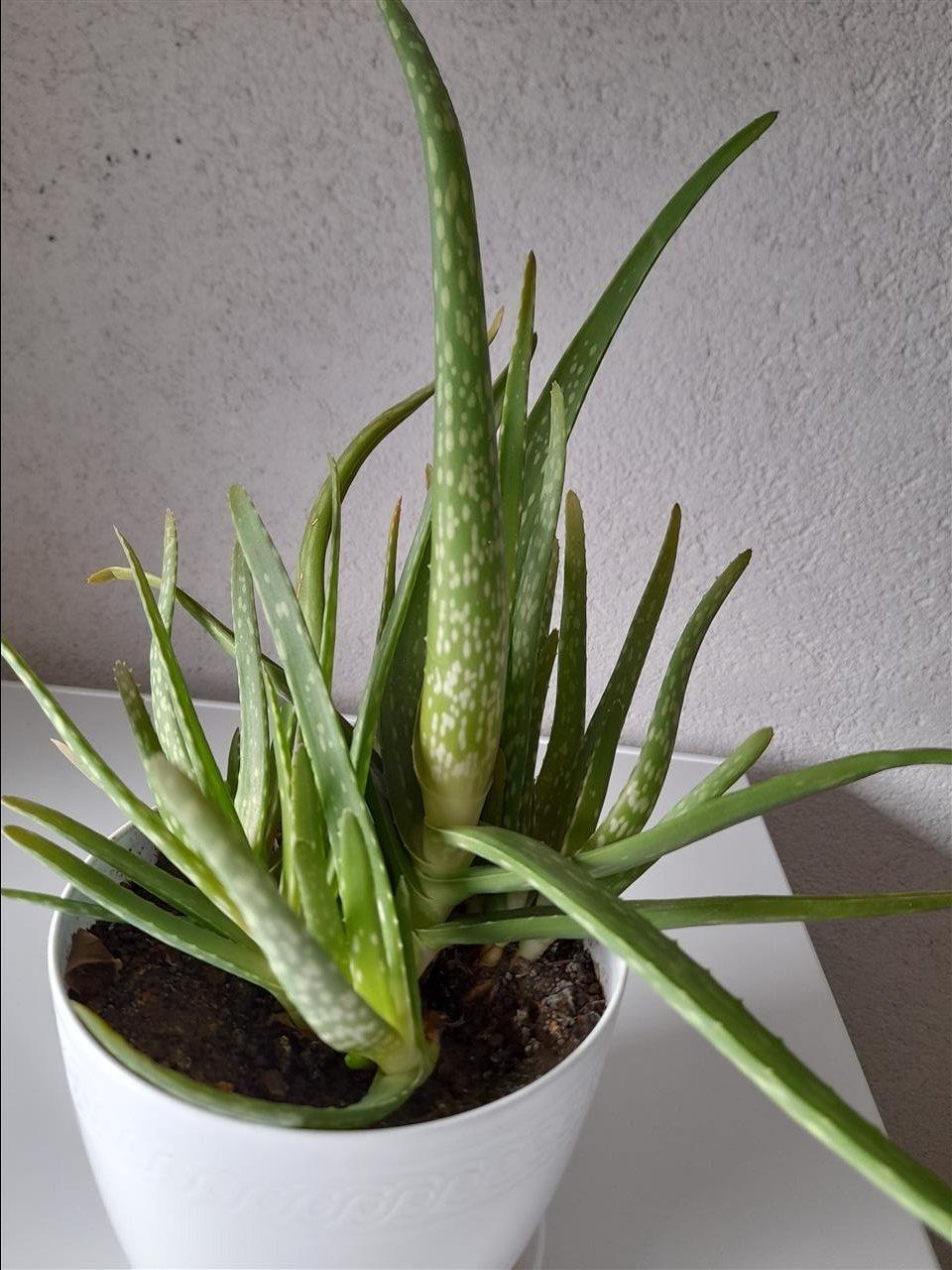 Lule-Aloe-Vera