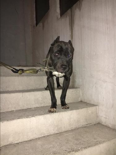 pitbull