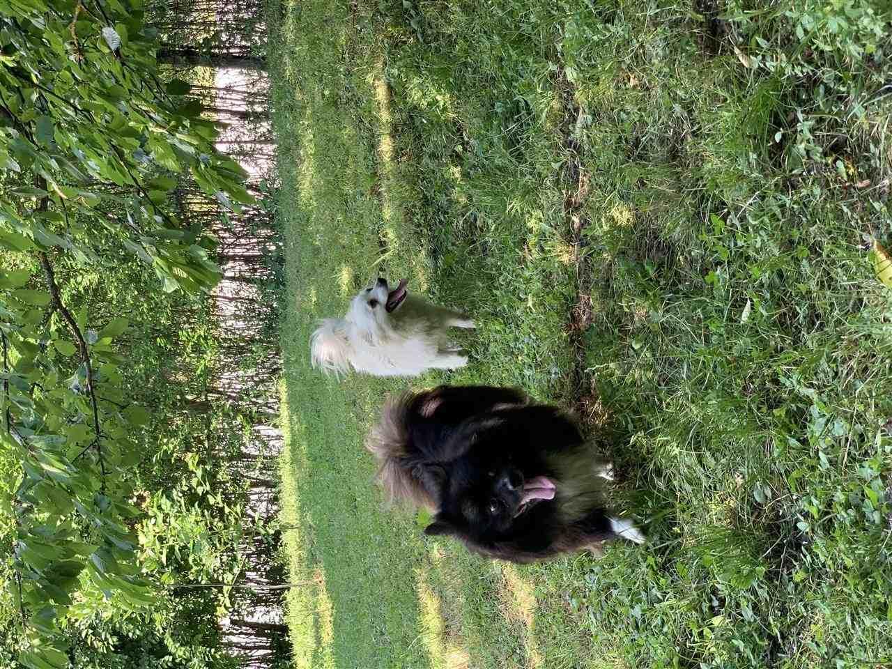 spitz-