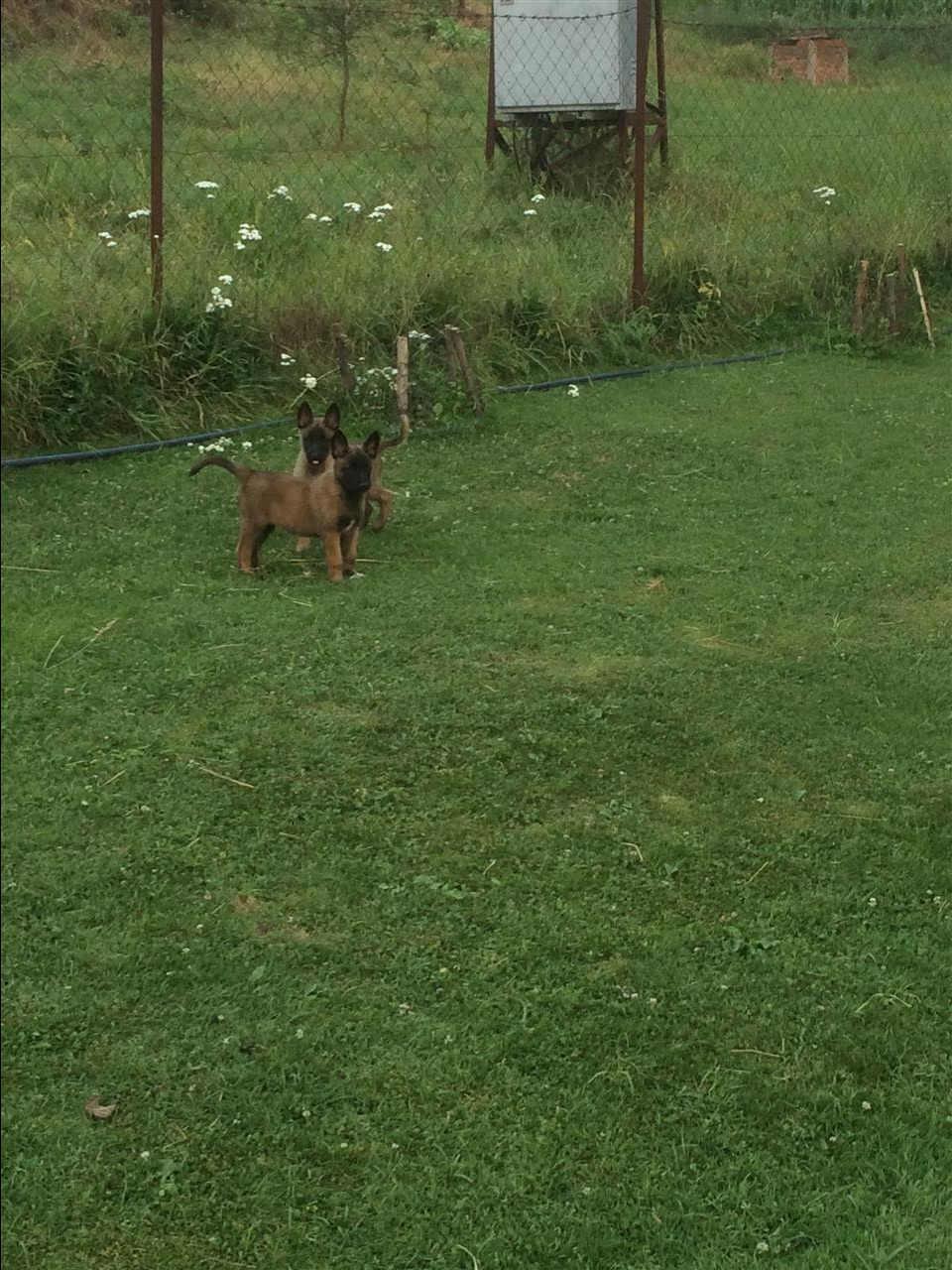 Malinois