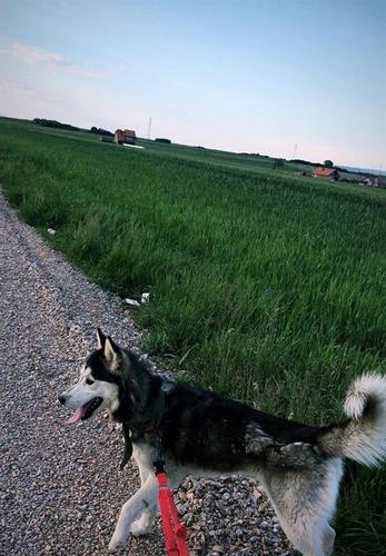 Haski 