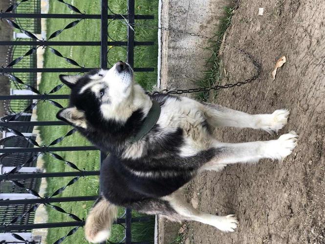 Husky