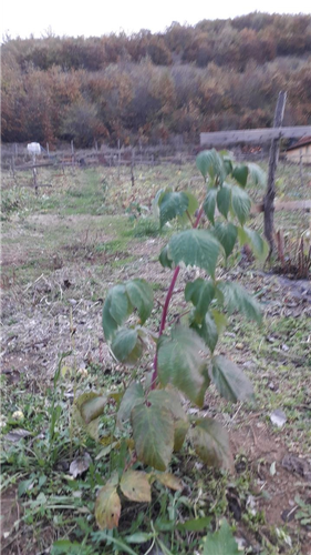 Fidane të mjedrrave