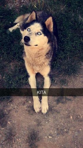 Husky