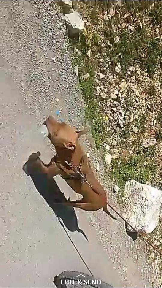 pitbullk-