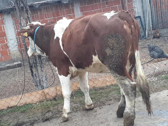 mushtjerr