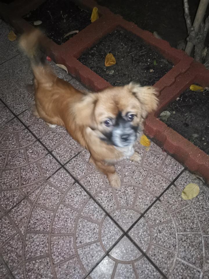 Pikinez