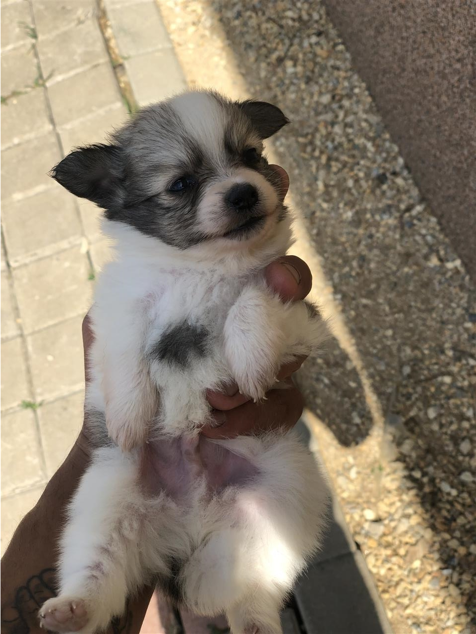 Shiten-Klysht-Minispitz