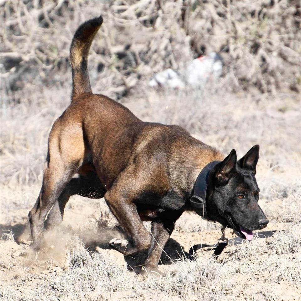 Belg-malinois