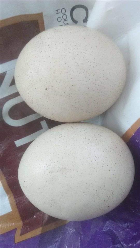 Ostrich-eggs-