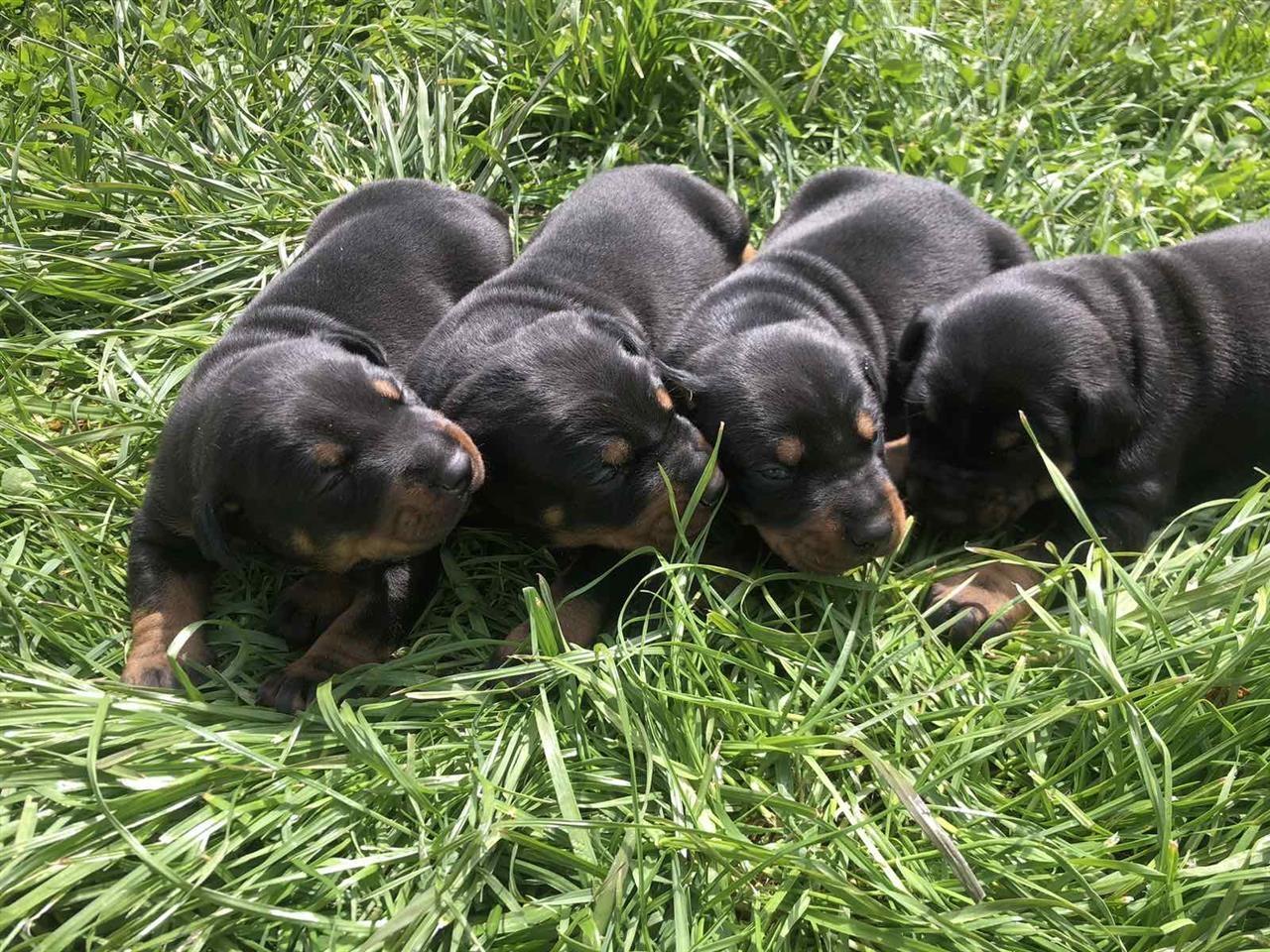 Doberman