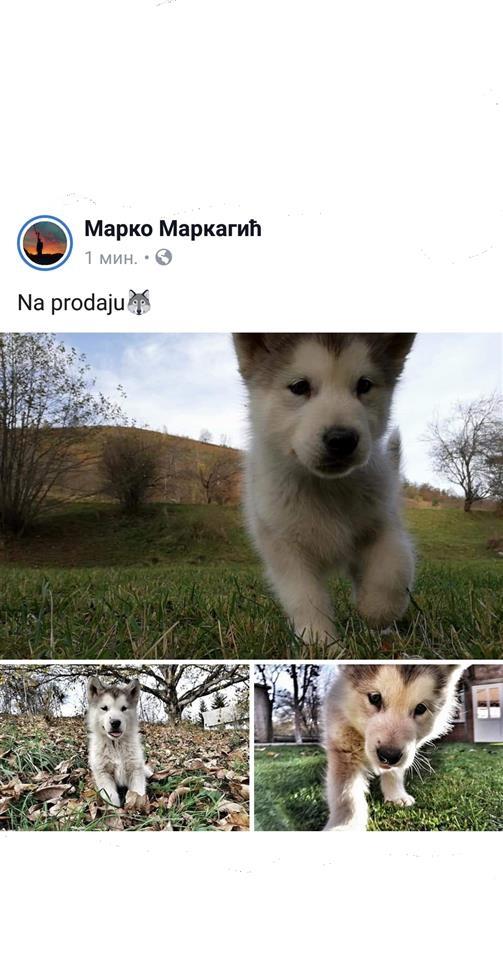 ALASKAN-MALAMUTE