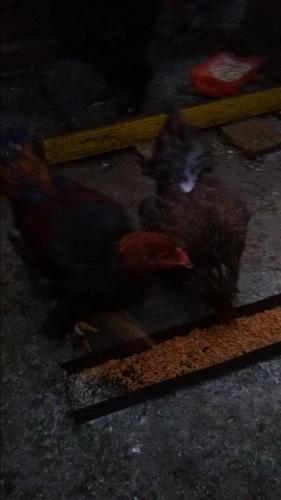 Brahma