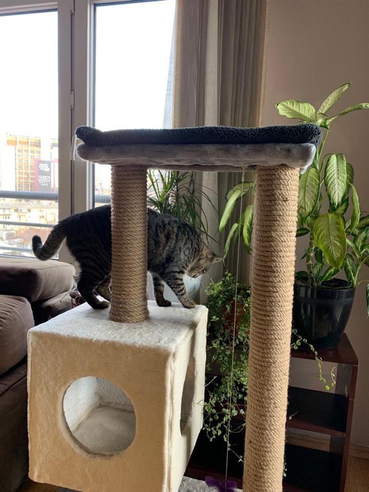 Cat-Tree