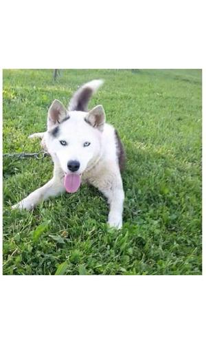 husky