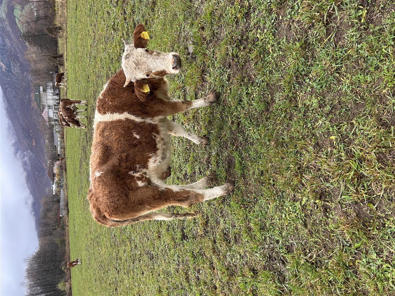 mshtjerra