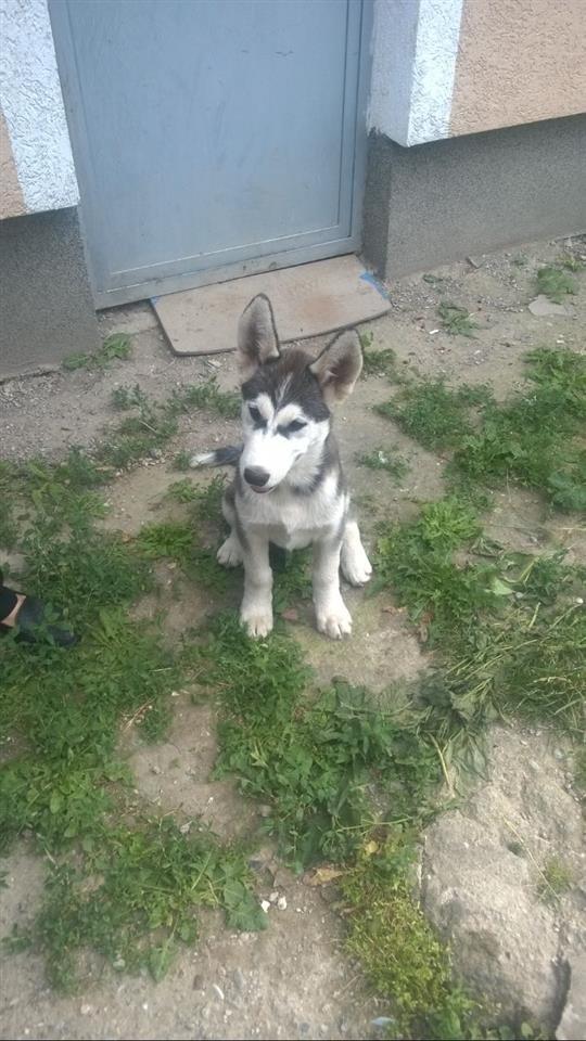 haski