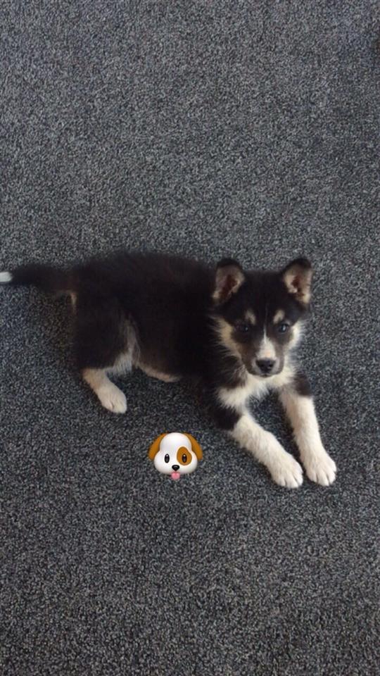 husky