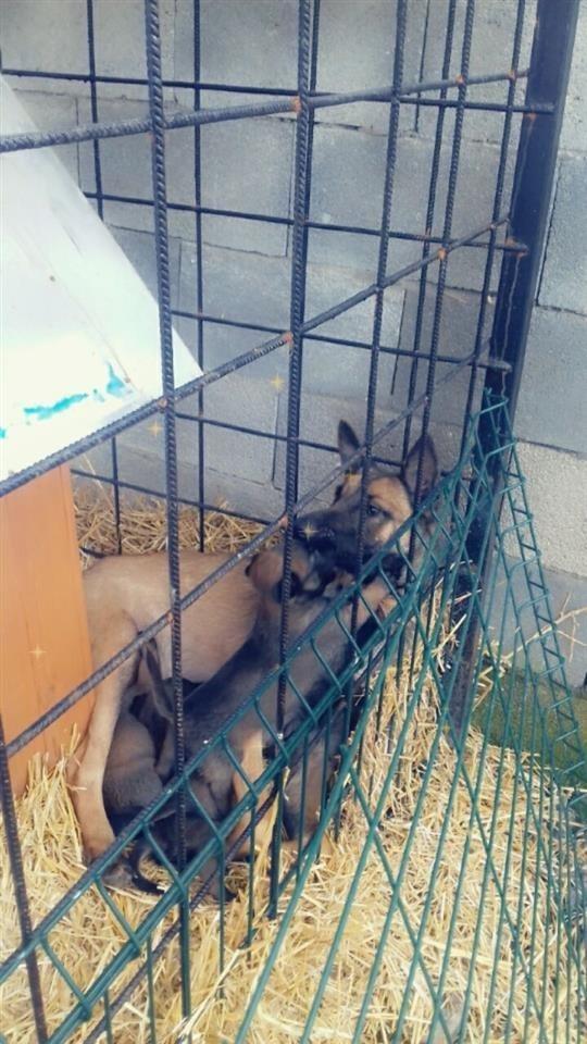 Belg-Malinois-