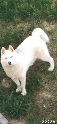Hasky